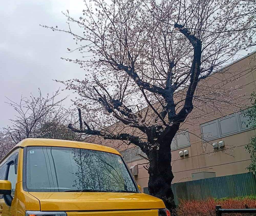 「さくら」咲いてるよ!